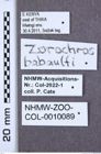 Etiketten zu Dolinolus ingridae (NHMW-ZOO-COL-0010089)